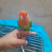 طوطی کوتوله