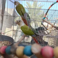 فروش جفت گرینچیک