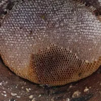 عسل صدرصد درمانی|خوردنی و آشامیدنی|اسکو, |دیوار