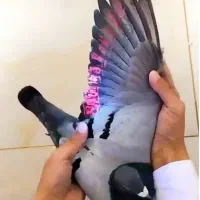 دوبر پلاکی مسافتی کبوتر جانسون کفتر عراق