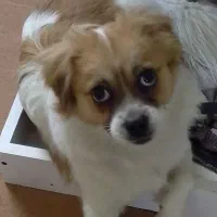 سگ بازیگوش خانگی|سگ|پرند, فاز ۵|دیوار