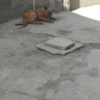 توله سگ|سگ|کرمانشاه, |دیوار