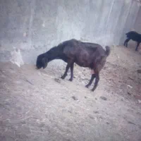 بز دورگ شیره ده الان نیم کیلو شیر میده13500|حیوانات مزرعه|ساوه, |دیوار