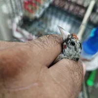 سهره متولد قفس