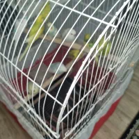 مرغ عشق مفت