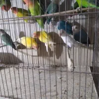 برزیلی|پرنده|گنبد کاووس, |دیوار