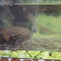 ماهی اسکاربزرگ