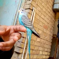 مرغ عشق|پرنده|اهواز, شریعتی جنوبی|دیوار