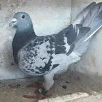 پلاکی|پرنده|لردگان, |دیوار