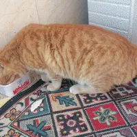 گربه  خانگی گمشده|حیوانات|محمدیه-قزوین, |دیوار