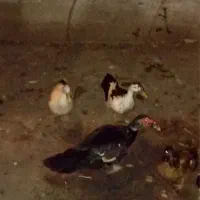 مرغ و خروس و اردک اسرائلی نر بالغ و اردک ماده ساده|حیوانات مزرعه|خمام, |دیوار