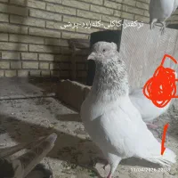 فروش‌کبوتر