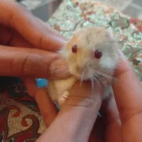 بچه همستر کمپل|موش و خرگوش|مشهد, الهیه|دیوار