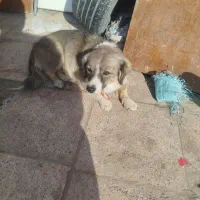 سگ پا کوتاه.