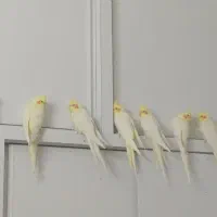 پرنده عروس هلندی لوتینو