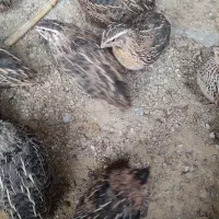 بلدرچین گوشتی و تخمگذار|حیوانات مزرعه|سمیرم, |دیوار