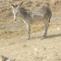 الاغ|حیوانات مزرعه|شیروان (خراسان), |دیوار