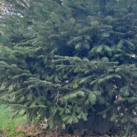 فروش درخت نوعل پاناورا