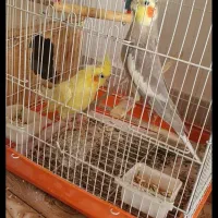 ۲ عدد عروس هلندی جفت|پرنده|گنبد کاووس, |دیوار