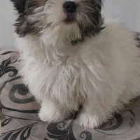 شیتزوعروسکی