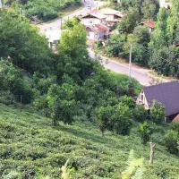 اجاره کلبه سوئیسی لاهیجان|اجارهٔ کوتاه‌مدت آپارتمان و سوئیت|لاهیجان, کوه بیجار|دیوار