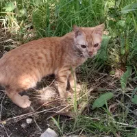 واگذاری بچه گربه