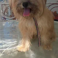 سگ واگذار می گردد|سگ|رباط‌کریم, انجم آباد|دیوار