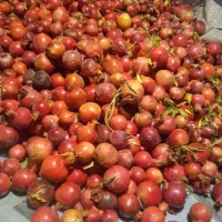 انار جاده ساوه هم خوراکی مجلسی وربی