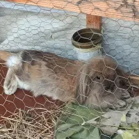 خرگوش لوپ هلندی اصیل|موش و خرگوش|لاهیجان, کوی آزادگان|دیوار