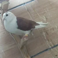 کفتر