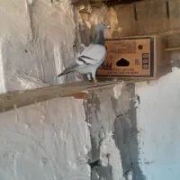 ماده بازرگان نشسته|پرنده|اهواز, الهائی|دیوار