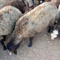 بره نرفروشی فامنین