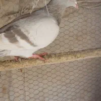 قنارنربخون سبز سوخته