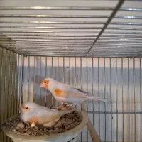 قناری موزائیکی اورجینال باتخم وجوجه