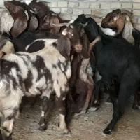 ۱۲ بز نجدی ابستن شرتی همه