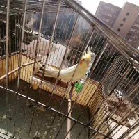 عروس هلندی لوتینو|پرنده|تهران, قصر فیروزه ۲|دیوار