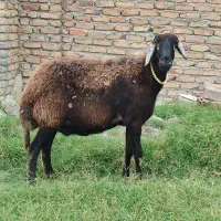گوسفند داشتی قوچ خورده