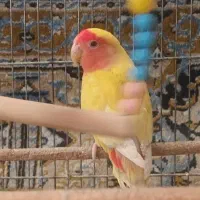 عروس و کوتوله