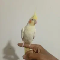 عروسی هلندی نر|پرنده|بیرجند, |دیوار