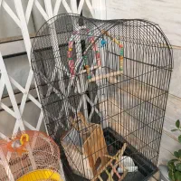 قفس پرنده درحد نو