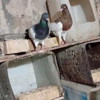 کبوتر یهودی
