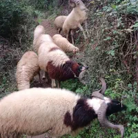 گوسفندای صحرایی به دلیل نبود مکان به فروش می رسد.|حیوانات مزرعه|لنگرود, |دیوار