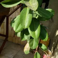 گل فیکوس(طبیعی)|گل و گیاه طبیعی|مشهد, حجت|دیوار