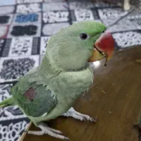 شاه طوطی وعروس هلندی