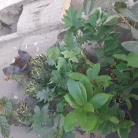 انواع گل آپارتمانی فقط و فقط ۱۰۰تومن|گل و گیاه طبیعی|نسیم‌شهر, |دیوار