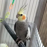 یک جفت عروس ودوتا جوجه ویک جوجه ۵عدد