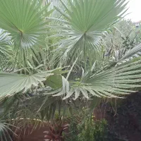درخت پالم دوساله با ارتفاع ۲ متر