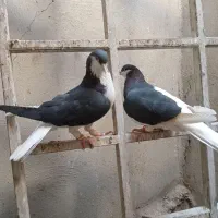 کبوتر|پرنده|الوند, |دیوار