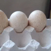 تخم نطفه دار بوقلمون