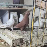نر سرخ دم سفید